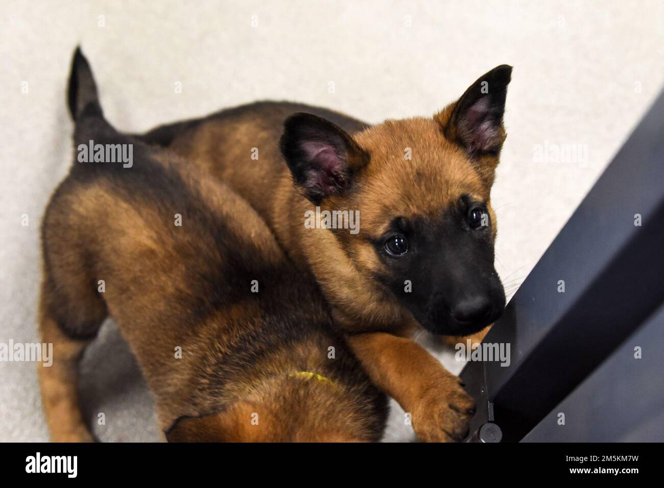 Cuccioli del programma militare di allevamento del cane del 341 Training Squadron suonano il giorno nazionale dei cuccioli, 23 marzo 2022. Il TRS 341, parte della 37th Training Wing sulla base comune di San Antonio-Lackland, allena tutti i cani militari che lavorano per l'intero Dipartimento della Difesa, e il suo programma Foster consente ai membri della comunità di socializzare i cuccioli prima che siano pronti per iniziare l'addestramento. Foto Stock