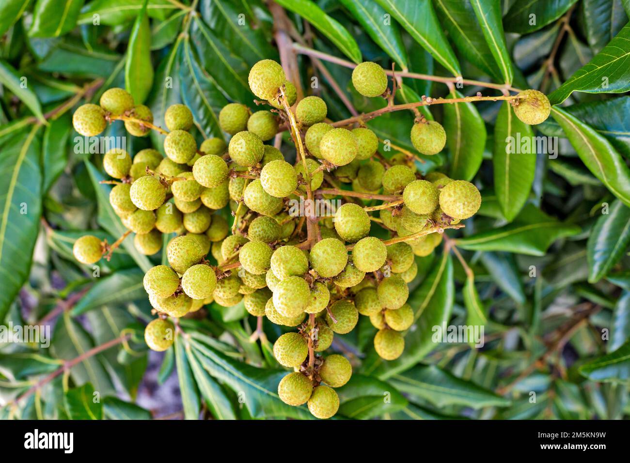 Primo piano di Dimocarpus longano frutto longano su albero. Foto Stock
