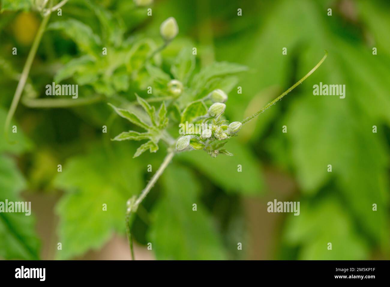 macro fotografia di zucca amara germogliata conosciuta anche come pianta di melone amaro. Foto Stock