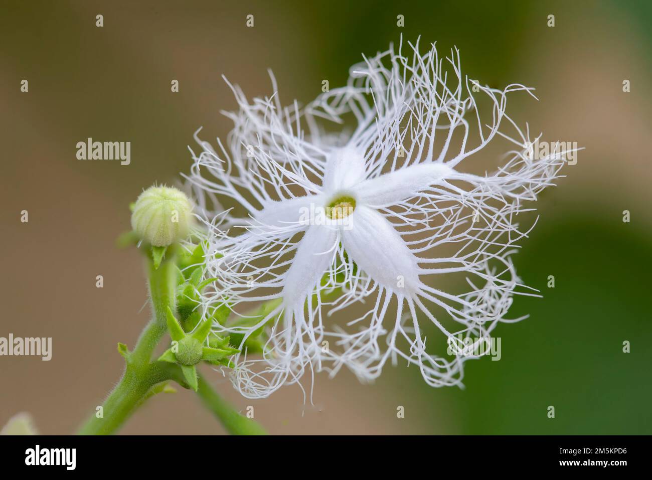 Pianta fiorente di zucca di serpente, (Trichosanthes cucumerina), anche chiamato zucca serpente Foto Stock