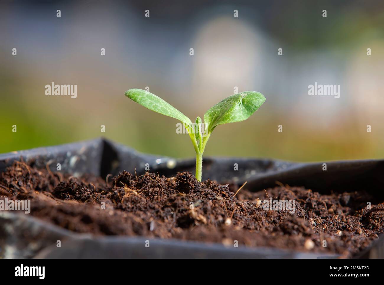 germogliare una giovane pianta di zucca gialla nel giardino Foto Stock