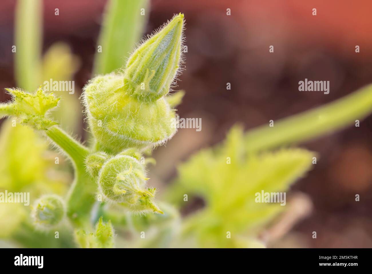 squash piatto rotondo giallo che cresce sulla pianta. Foto Stock