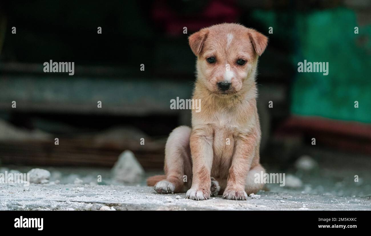 Un dolce colore marrone Cute Puppy seduta con copyspace a sinistra. Piccolo cane cucciolo carino guardando davanti, cane da strada indiano cucciolo seduta, animale all'aperto Foto Stock