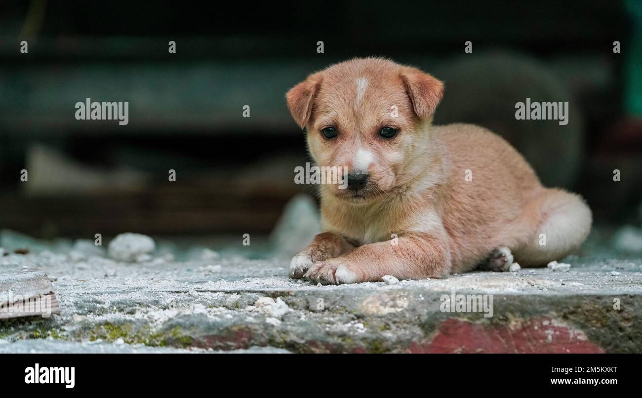 Un carino di colore marrone morbido Puppy seduta con copyspace sulla sinistra. Piccolo cane cucciolo carino guardando davanti, cane da strada indiano cucciolo seduta, animale all'aperto Foto Stock