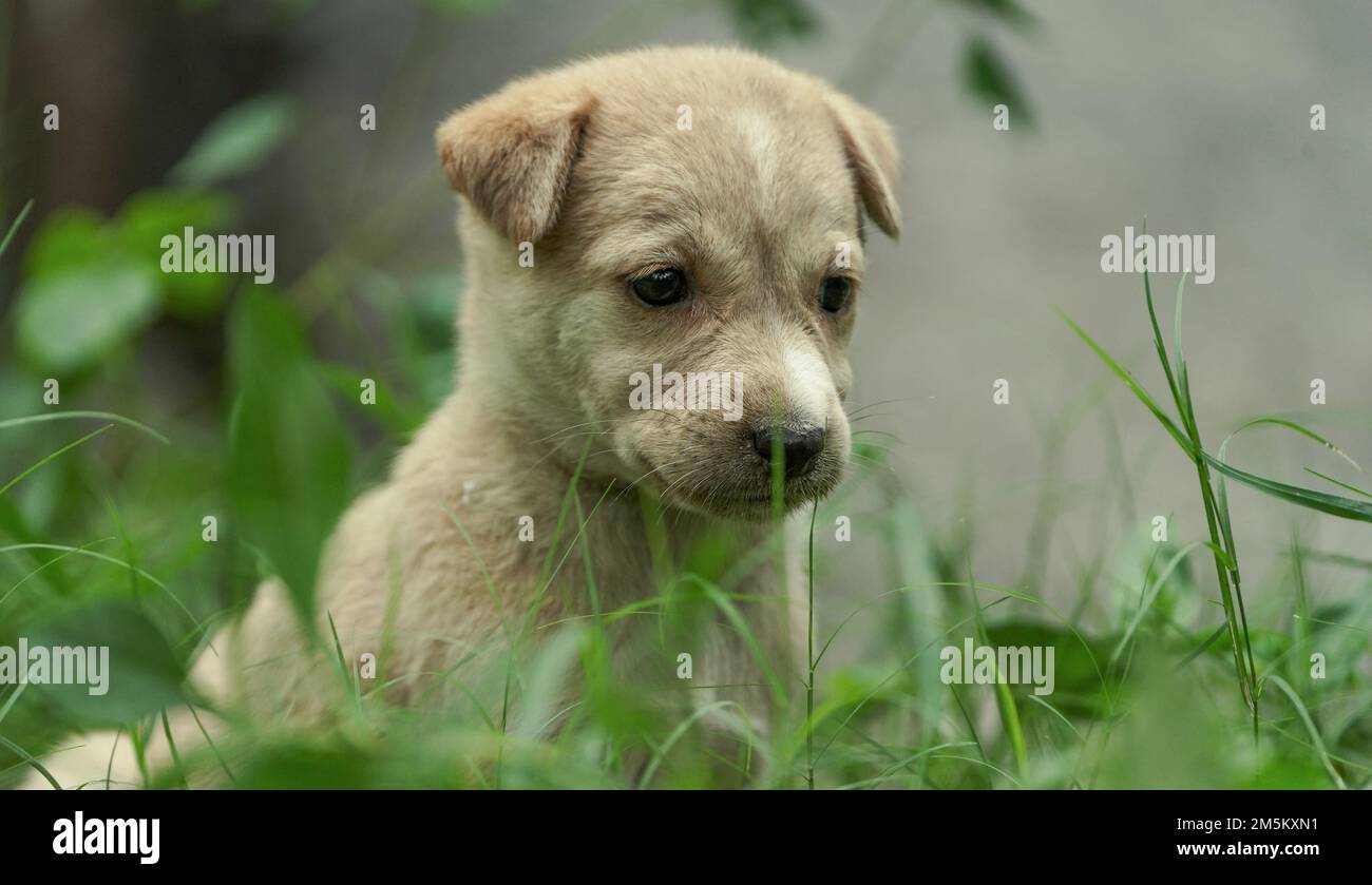 Un piccolo cucciolo piccolo carino marrone morbido, piccolo cucciolo piccolo cane da strada carino seduto sull'erba in espressione triste o emotiva del viso, emotivo Soft Brown pu Foto Stock