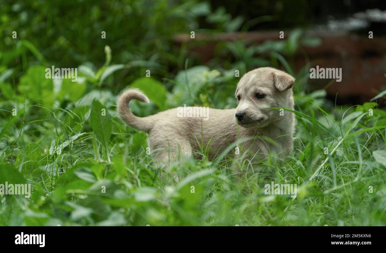 Colore marrone chiaro Puppy carino che gioca sull'erba. Piccolo cucciolo carino in erba campo, cucciolo di cane da strada indiano, animale all'aperto : Un piccolo cucciolo cane seduto, Foto Stock
