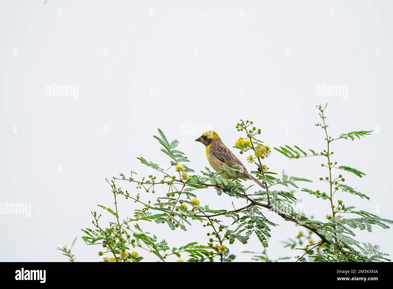 Baya Weaver seduto su un ramo di sfondo blu cielo - il baya Weaver (Ploceus philippinus) è un uccello erbaceo trovato in tutto il subcontinente indiano e S. Foto Stock