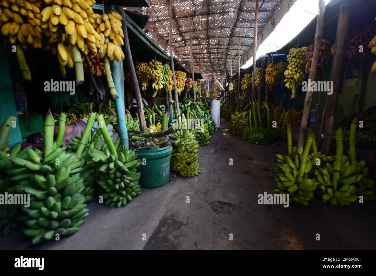 Colorate le banane vendute al mercato della banana a Madurai, India. Foto Stock