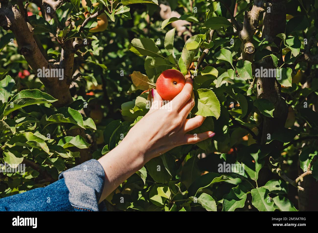 Mano femminile che raccoglie la mela dall'albero in fattoria. Raccolta di caduta Foto Stock