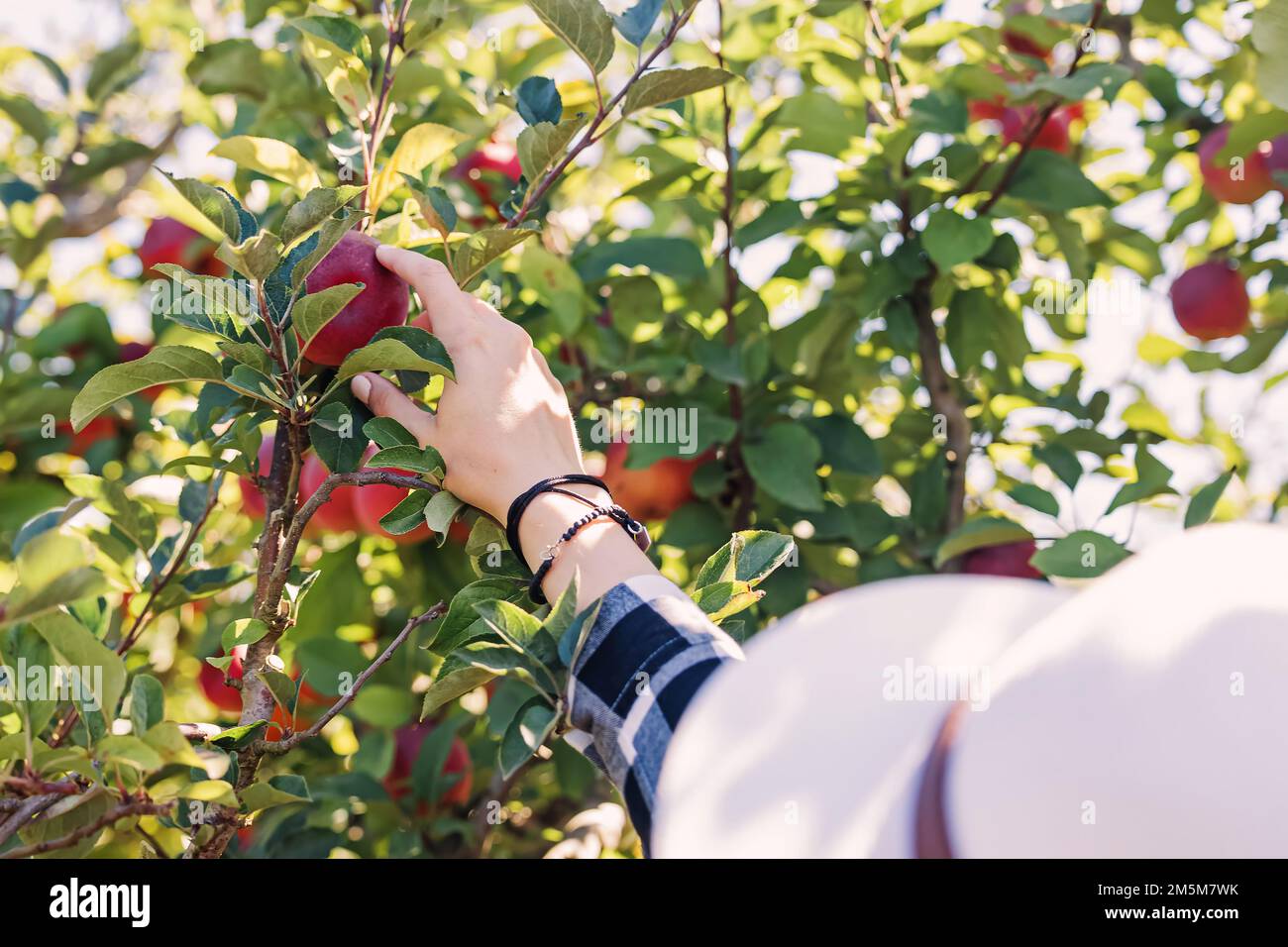 Mano femminile che raccoglie la mela dall'albero in fattoria. Stagione di raccolto Foto Stock
