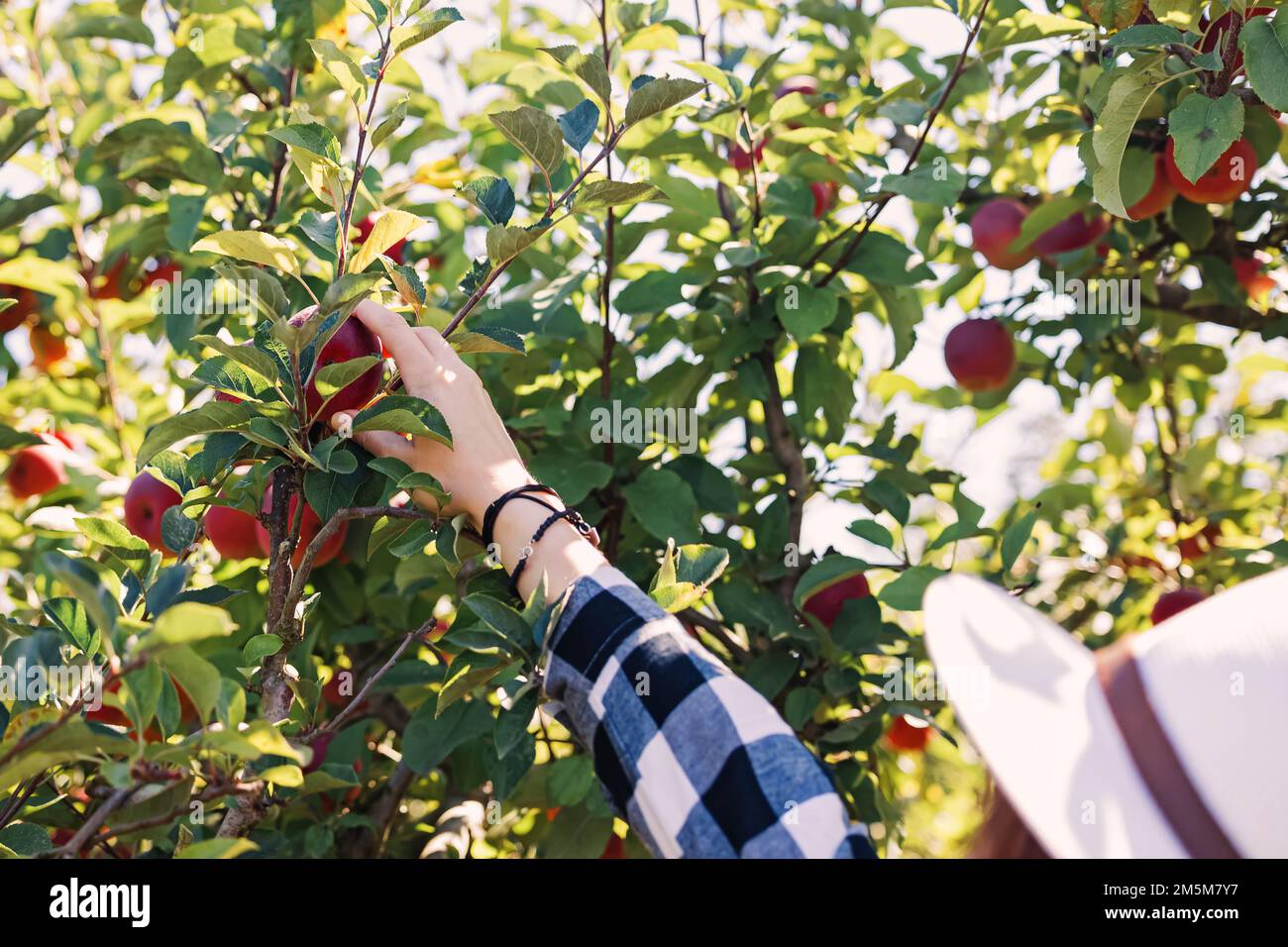 Mano femminile che raccoglie la mela dall'albero in fattoria, fuoco selettivo Foto Stock