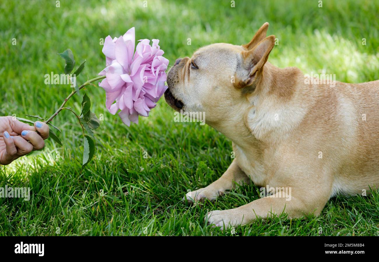 5 anni Tan maschio Frenchie Sniffing Rosa Rosa. Primavera nel nord della California. Foto Stock