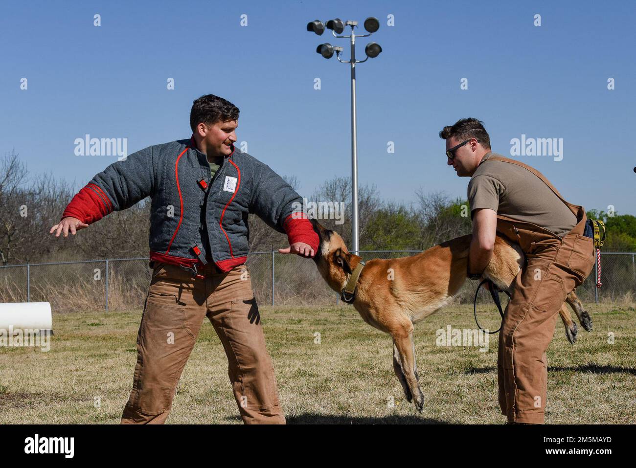 Cani da lavoro militari e gestori con le forze di sicurezza 802nd Squadron pratica lavoro morso 25 marzo 2022. Il 802nd SFS salvaguarda la base comune di San Antonio-Lackland, Texas. Foto Stock