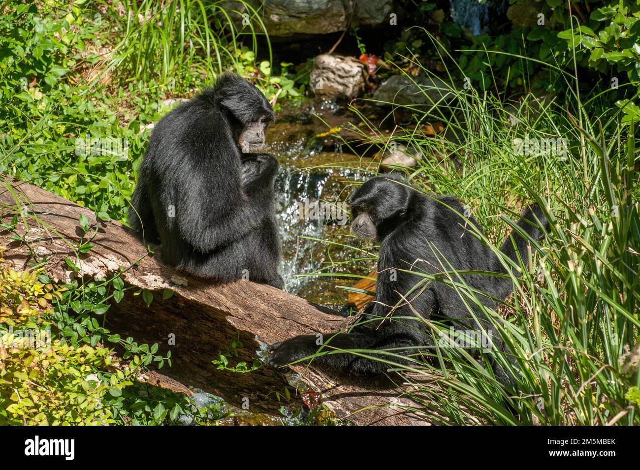 Due Siamangs (Symphalangus syndactylus) riposano su un ceppo marcio vicino ad una cascata allo Zoo di Nashville, Tennessee. Foto Stock