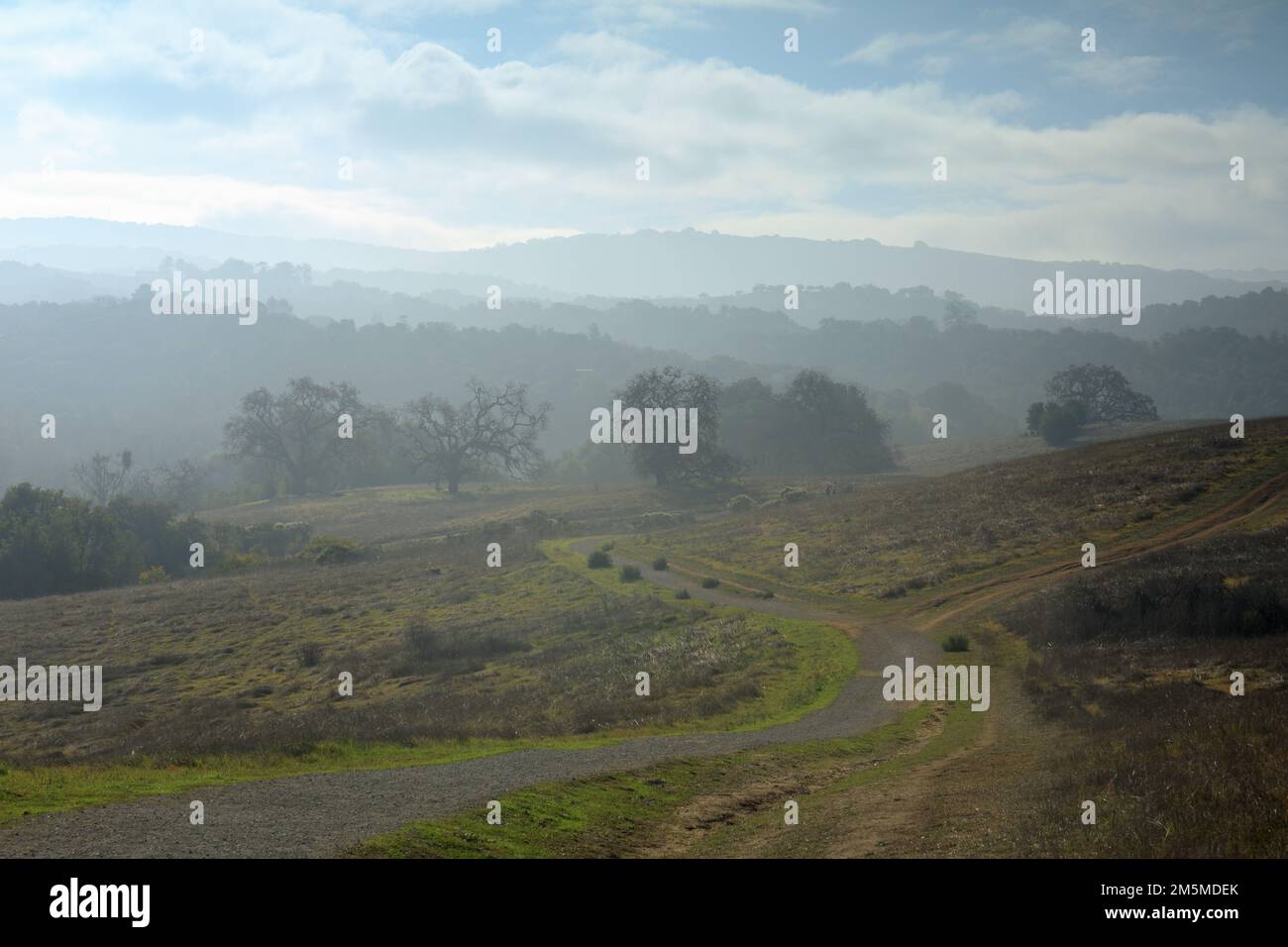 Mattinata Fog Grassland e colline ondulate presso Arastradero Preserve. Contea di Santa Clara, California, Stati Uniti. Foto Stock