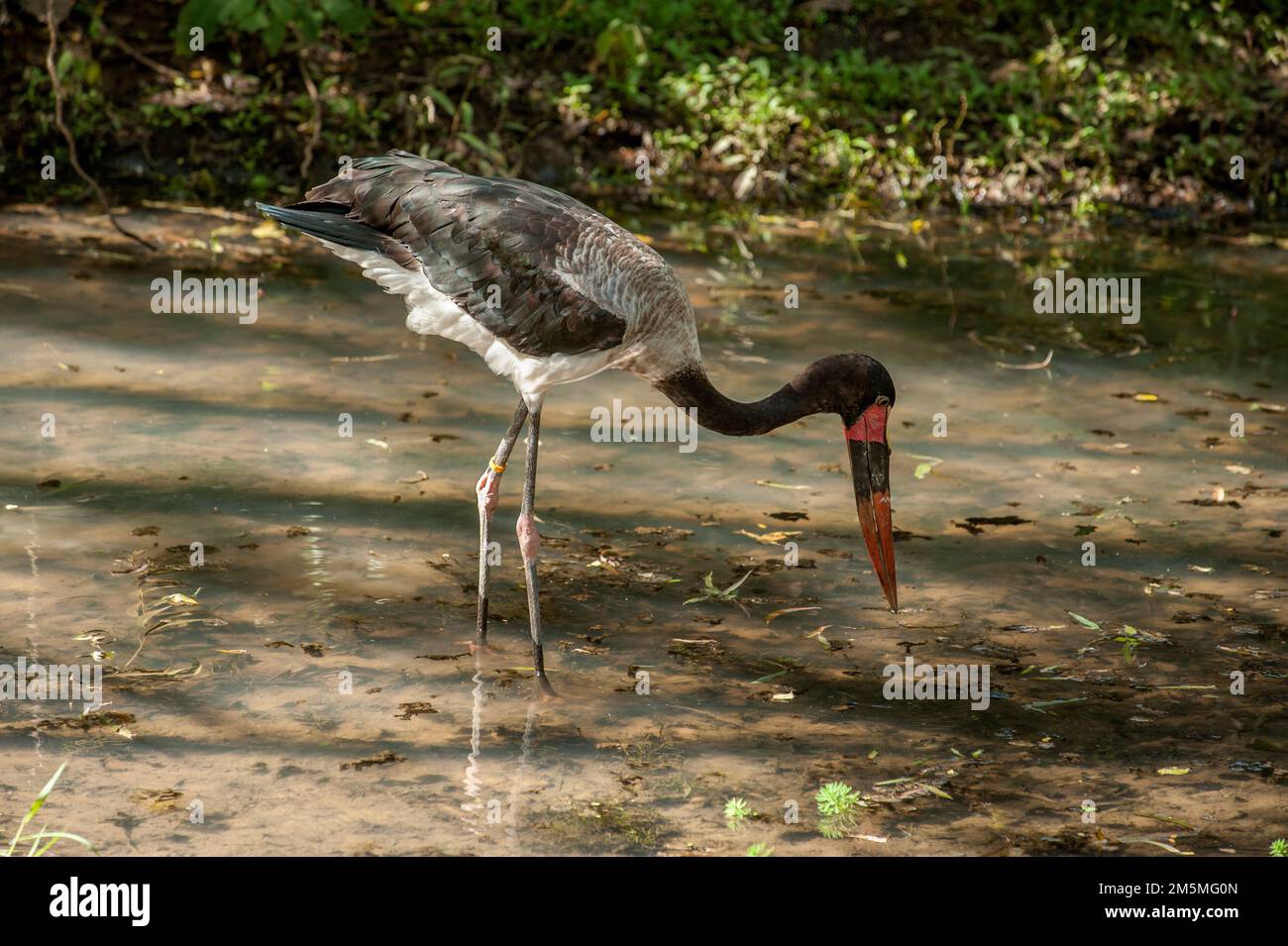 Una cicogna a sella o una becco di sella (Ephippiorhynchus senegalensis) presso lo zoo di Nashville, Tennessee, facendo ciò che fa nel suo habitat africano nativo: Foto Stock