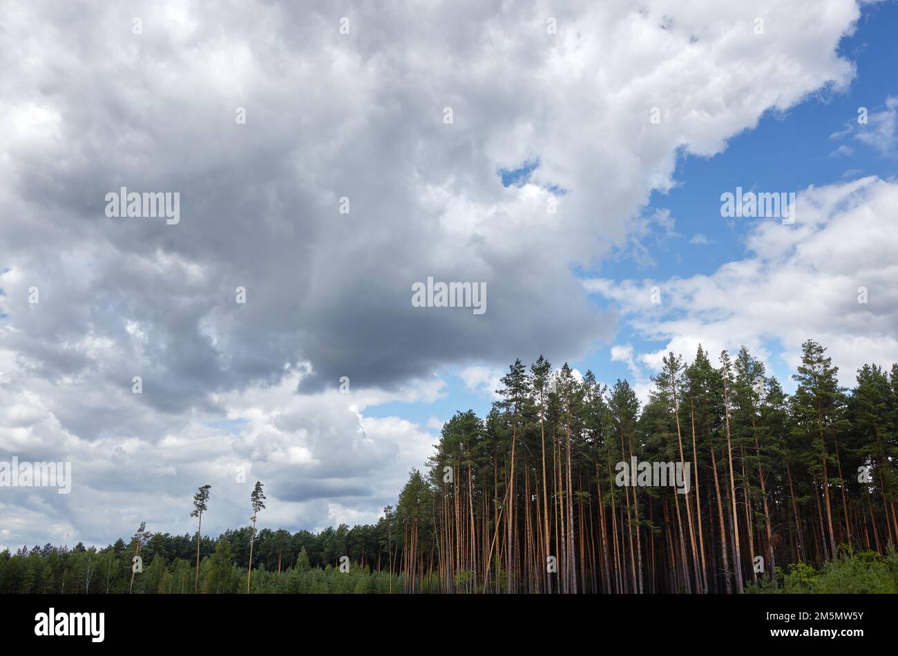 Fitta pineta contro il cielo e prati. Bellissimo paesaggio di una fila di  alberi e sfondo blu cielo Foto stock - Alamy