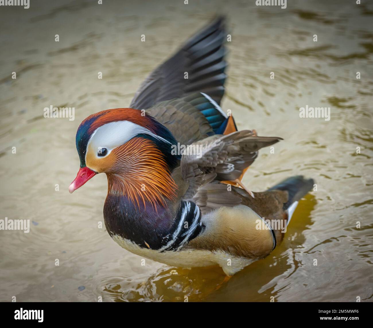 Louth, Lincolnshire, Inghilterra. Double Ducks’ Un’anatra manderina colorata raffigurata in un piccolo laghetto di anatre vicino a Louth, nel Lincolnshire, in Inghilterra. Una bella a. Foto Stock