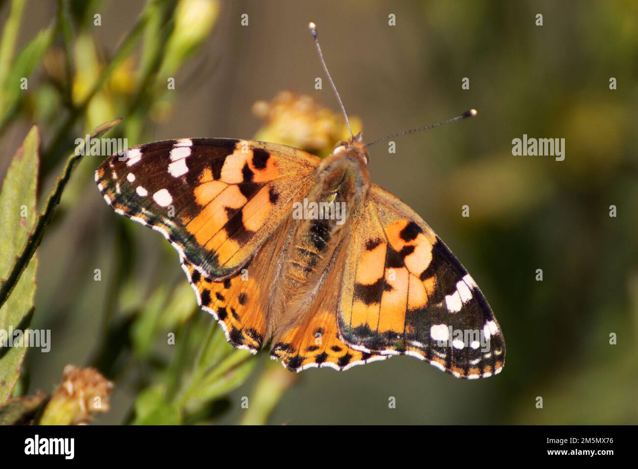 Butterfly, Thistle Vanessa [Cynthia cardui] il thistle vanessa è un volantino molto esperto che frequenta le terre aperte e soleggiate dalla pianura al 1800 Foto Stock