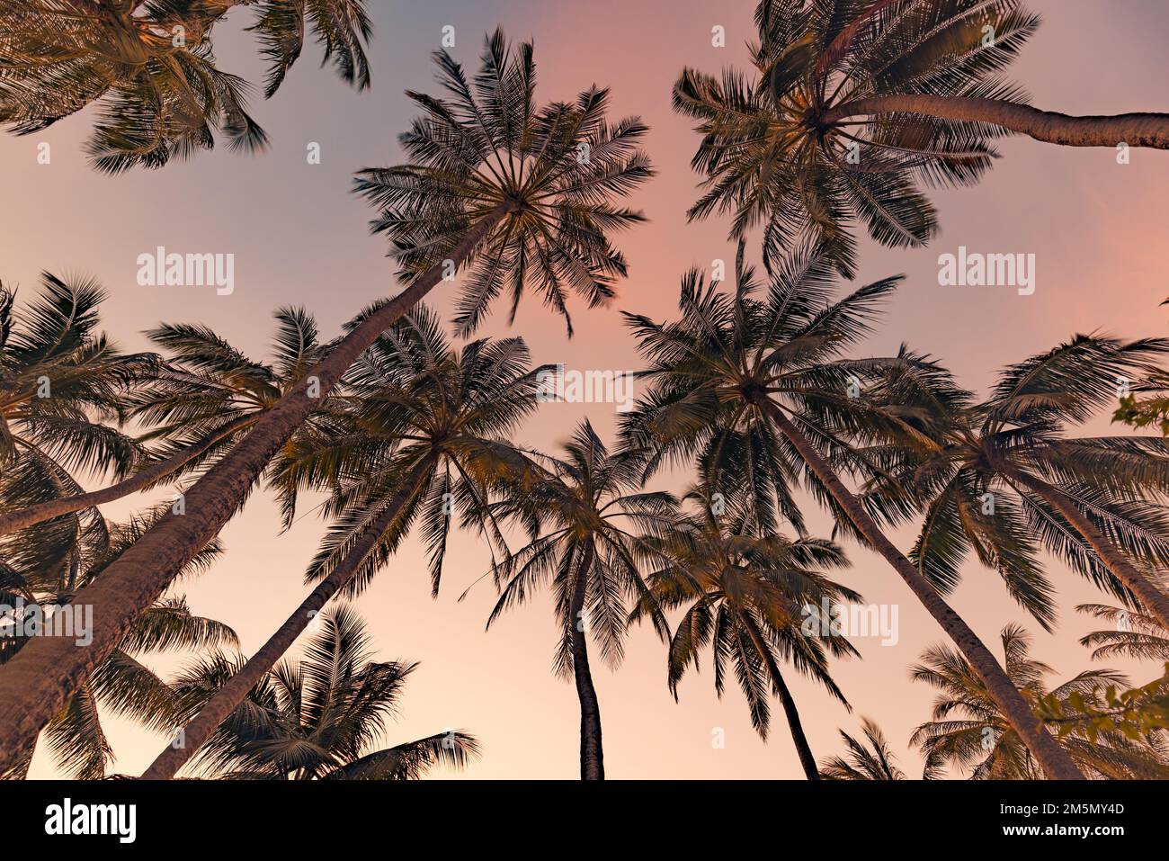 Tropicale foresta alberi concetto di fondo. Palme da cocco e cielo blu tranquillo. Esotico estate sfondo natura, foglie verdi, paesaggio naturale Foto Stock
