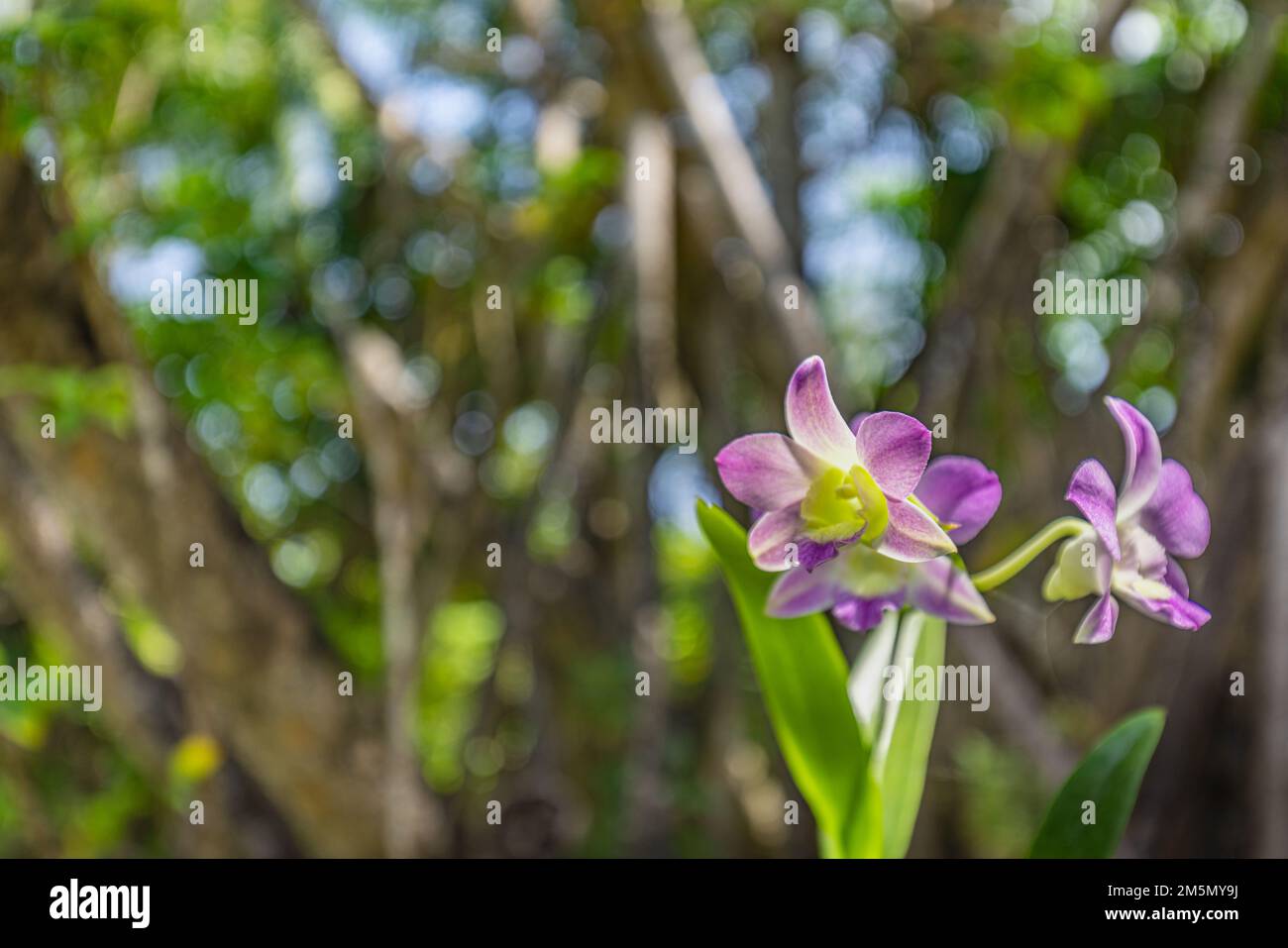 Splendido fiore orchidea che fiorisce nel giardino tropicale. Natura floreale esotica con bokeh sfocato. Natura soleggiata dell'isola, fiori di orchidea Foto Stock