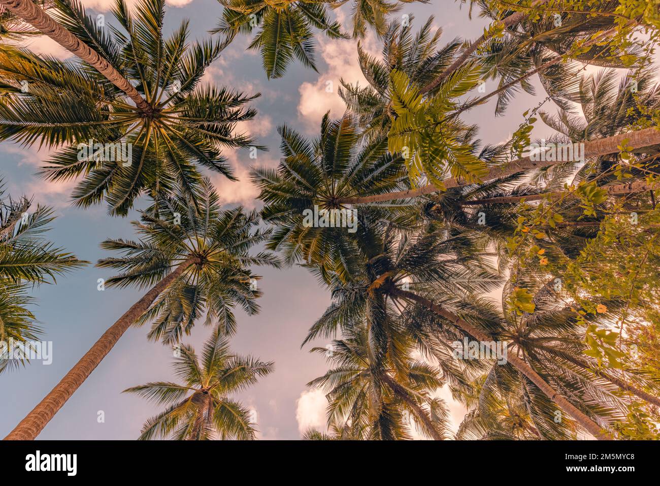 Tropicale foresta alberi concetto di fondo. Palme da cocco e cielo blu tranquillo. Esotico estate sfondo natura, foglie verdi, paesaggio naturale Foto Stock