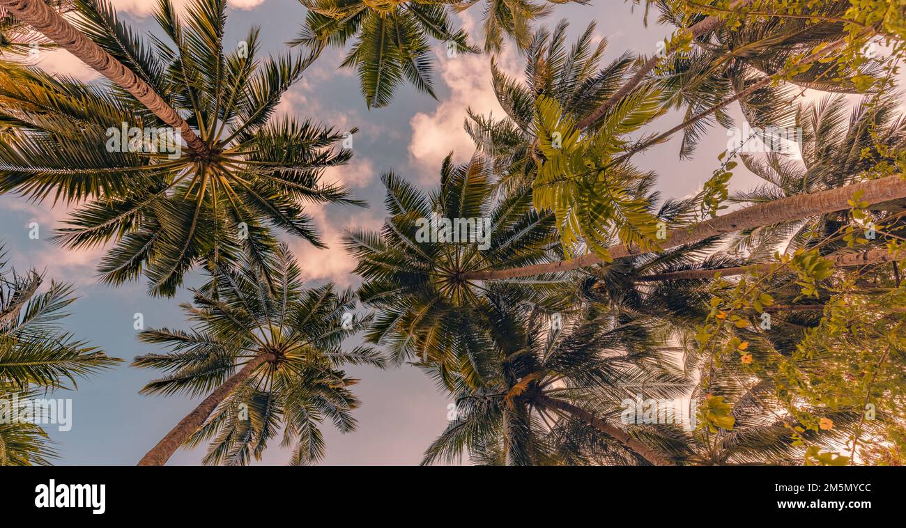 Tropicale foresta alberi concetto di fondo. Palme da cocco e cielo blu tranquillo. Esotico estate sfondo natura, foglie verdi, paesaggio naturale Foto Stock