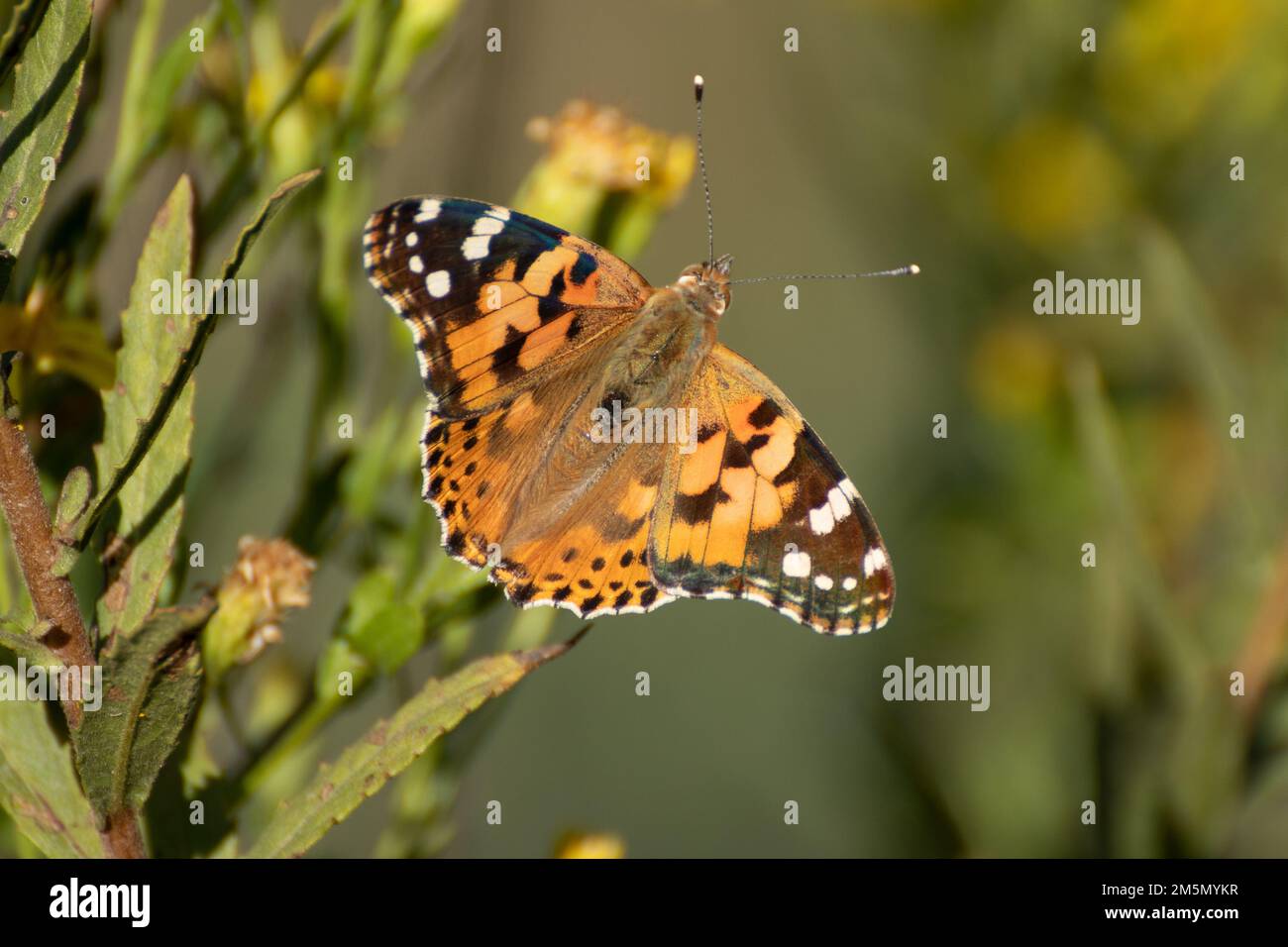 Butterfly, Thistle Vanessa [Cynthia cardui] il thistle vanessa è un volantino molto esperto che frequenta le terre aperte e soleggiate dalla pianura al 1800 Foto Stock