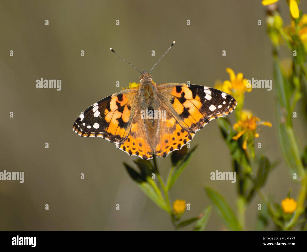 Butterfly, Thistle Vanessa [Cynthia cardui] il thistle vanessa è un volantino molto esperto che frequenta le terre aperte e soleggiate dalla pianura al 1800 Foto Stock