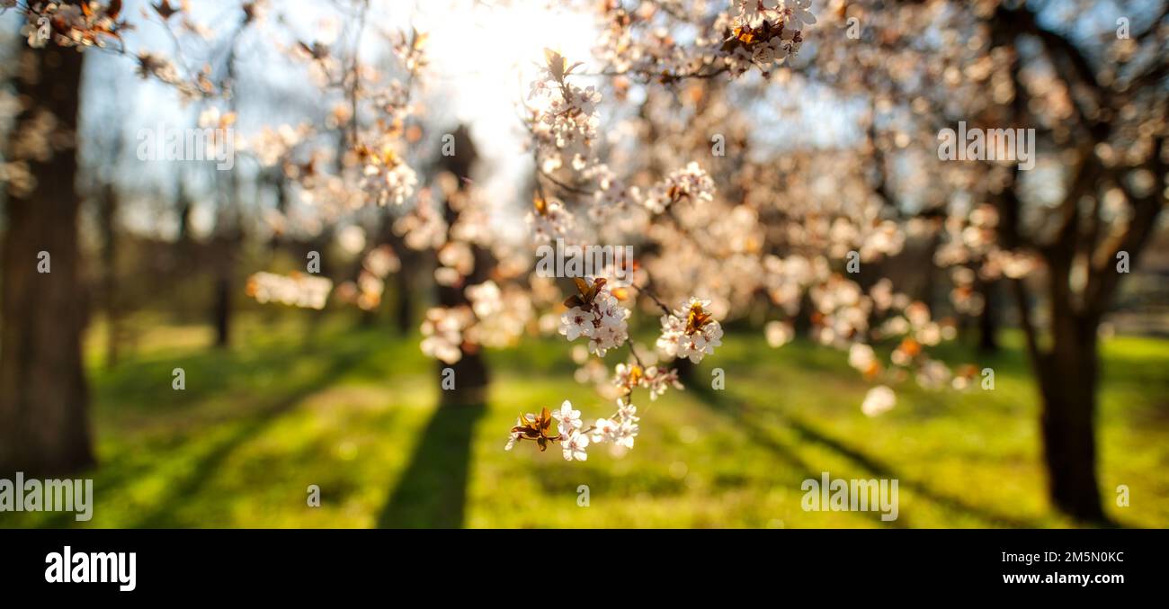 Astratto morbido fuoco tramonto fioritura ciliegio paesaggio fiori primavera e caldo ora oro tramonto alba. Calma primavera estate natura sfocata primo piano Foto Stock