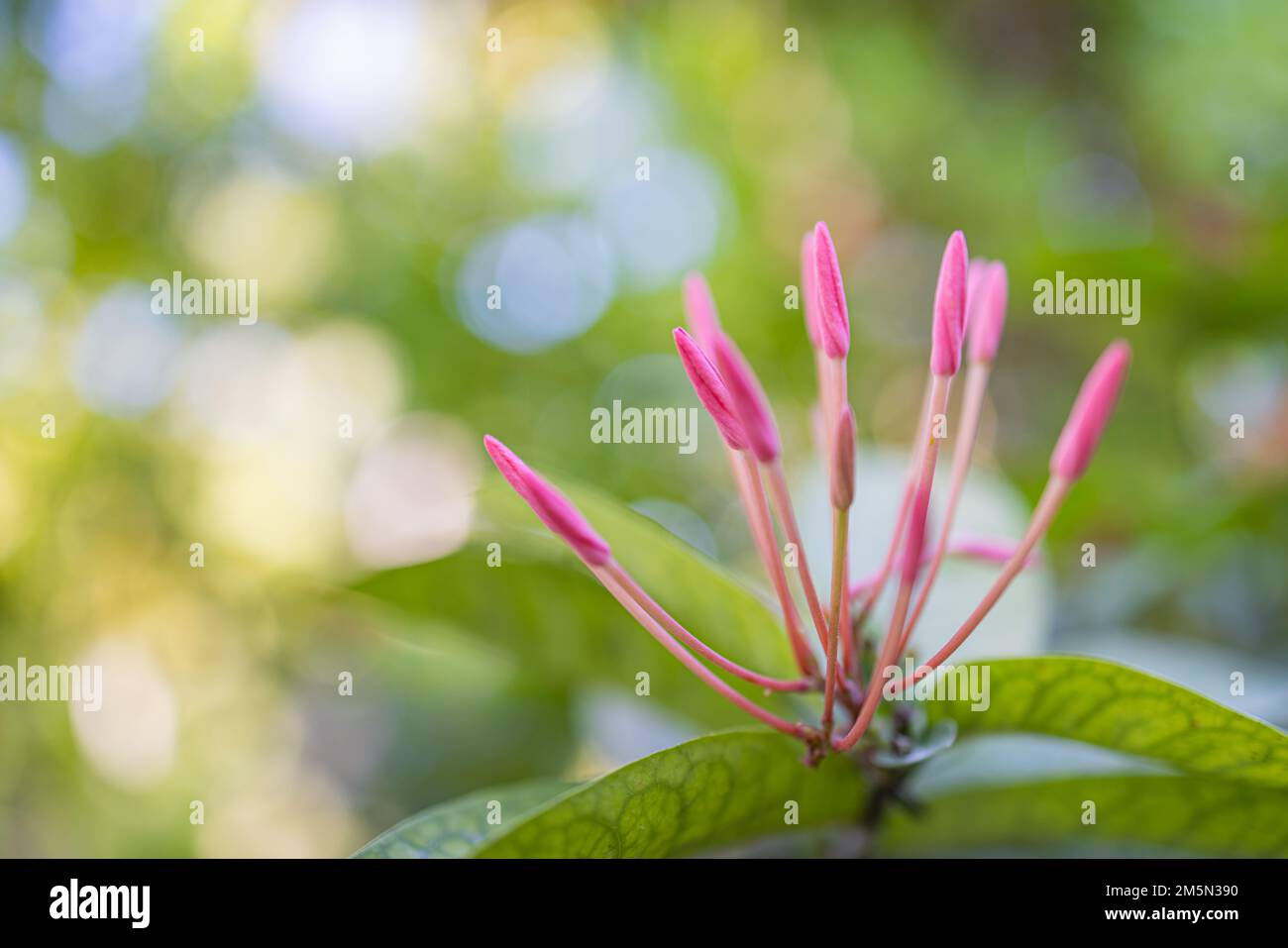 Primo piano di un bellissimo sfondo naturale floreale, macro natura artistica. Primavera estate sfondo, bokeh offuscata fogliame, vista colorata natura. Fuoriserie Foto Stock