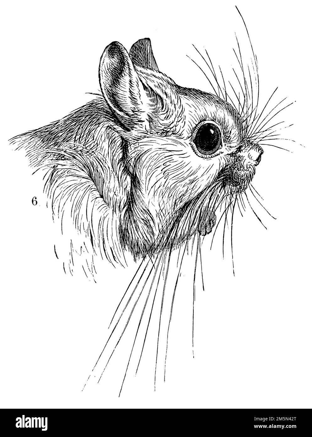 Jerboa maggiore egiziana, Jaculus orientalis, (libro sulla storia dell'evoluzione, 1893), Ägyptische Springmaus, Grande gerboise d'Égypte Foto Stock