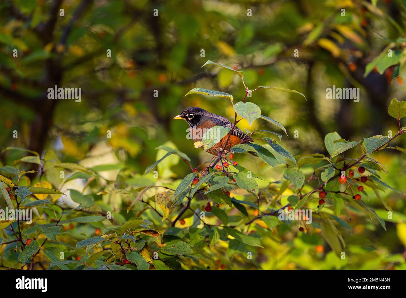 Un robin americano, turdus migratorius arroccato sul sottile ramo di un albero di bacche rosse in una foresta Foto Stock
