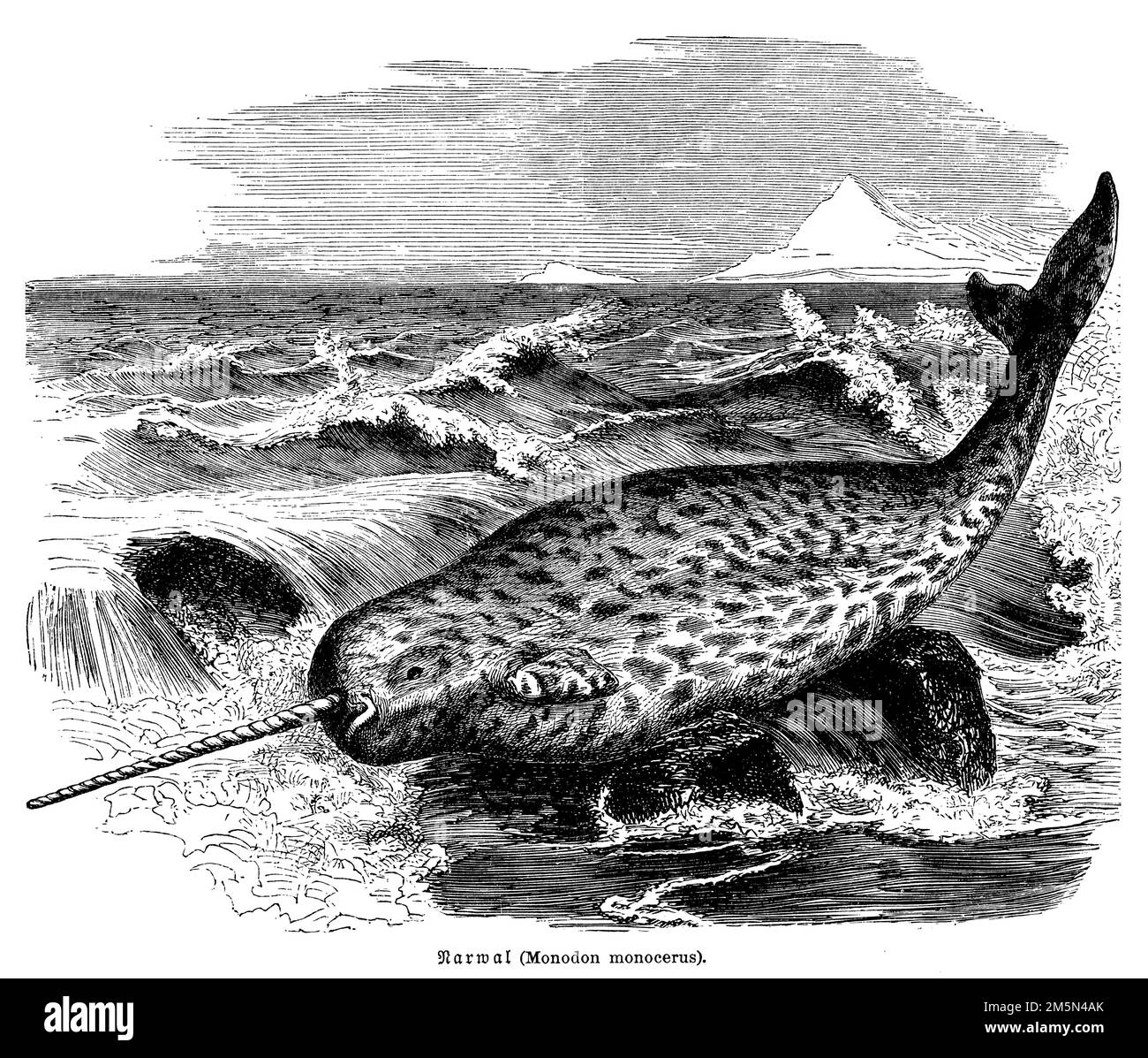 Narwhal, Monodon monoceros, (libro sulla storia dell'evoluzione, 1893), Narwal, narval Foto Stock