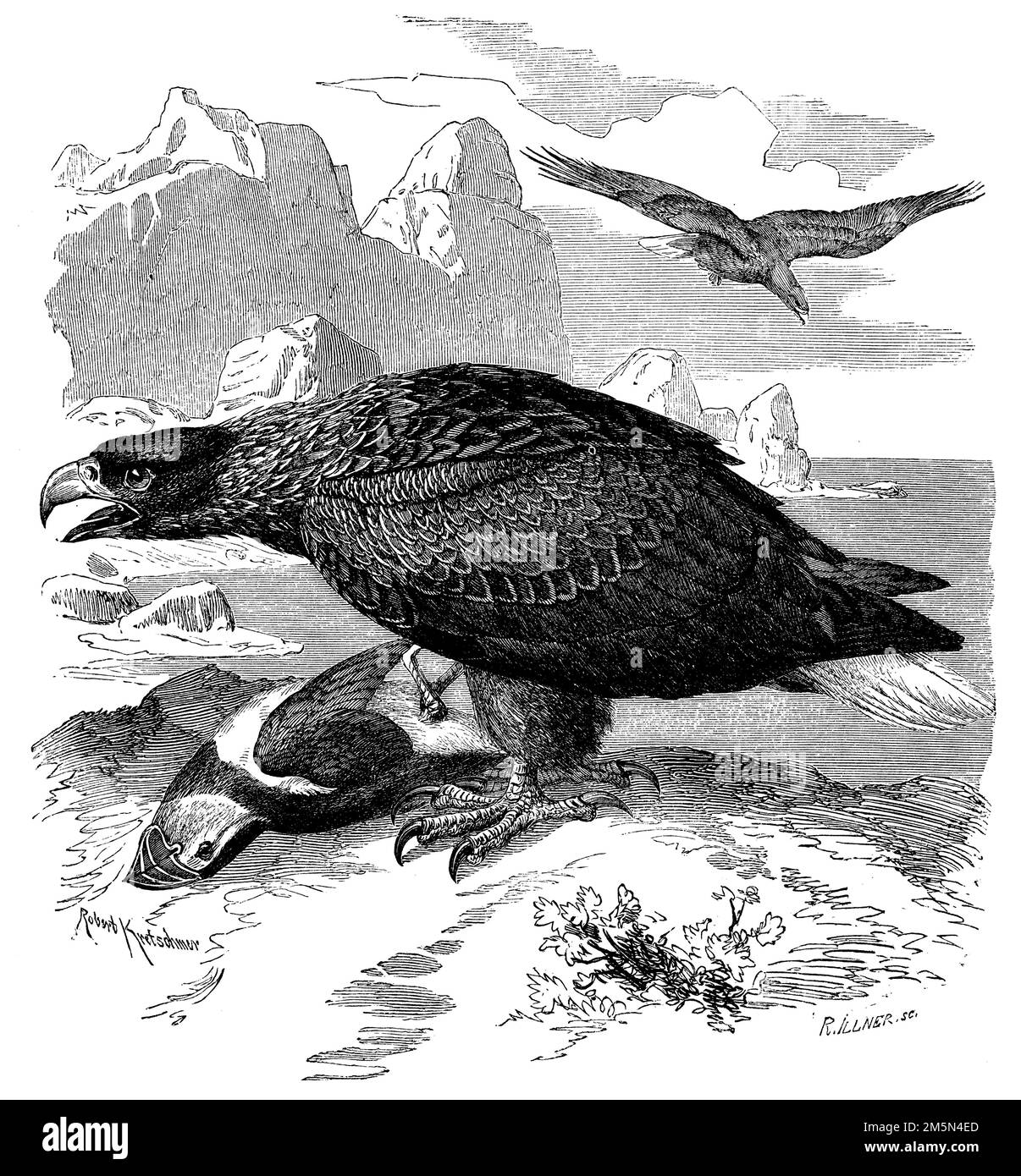 Aquila di mare dalla coda bianca, Haliaeetus albicilla, (libro zoologico, 1870), Seeadler, Pygargue à coda blanche Foto Stock