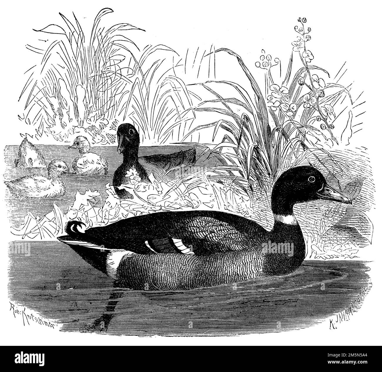 mallard, Anas platyrhynchos, (libro zoologico, 1870), Stockente, canard colvert Foto Stock