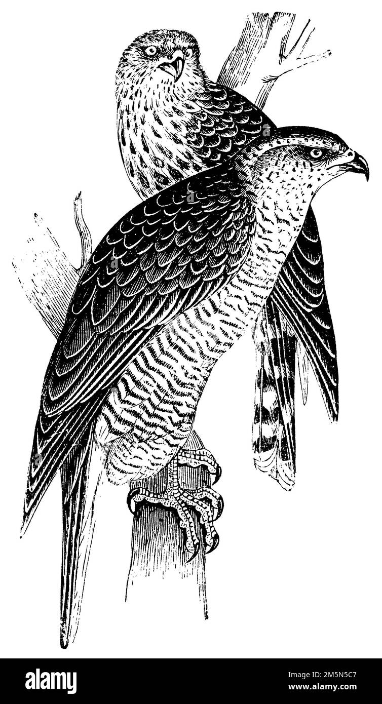 Goshawk settentrionale, Accipiter gentilis, (enciclopedia, 1893), Habicht, autour des palombes Foto Stock