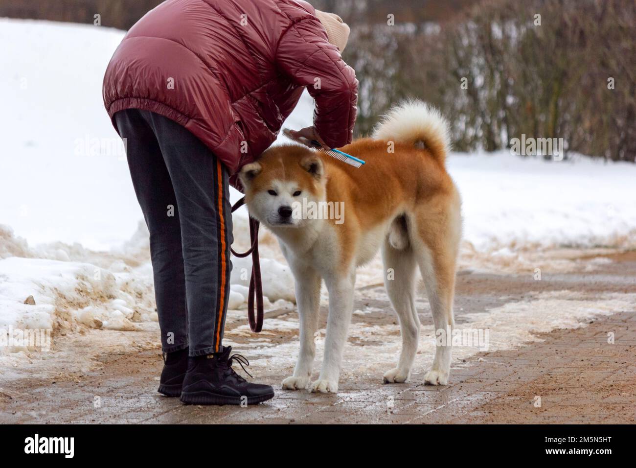 Cane Akita giapponese su sfondo invernale. Cane rosso spazzolato da una donna Foto Stock
