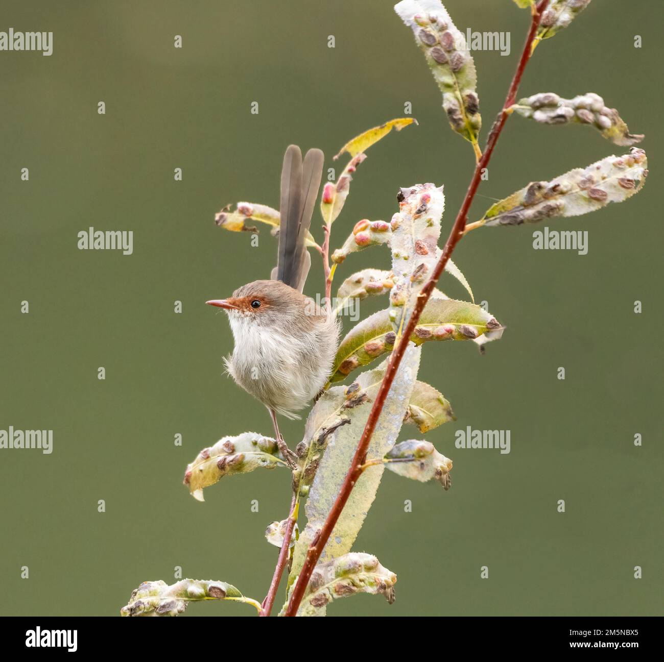 La superba Fairy-wren (Malurus cyaneus) si trova nelle foreste di eucalipti aperti dell'Australia sud-orientale. Uccello femmina su un arbusto Foto Stock