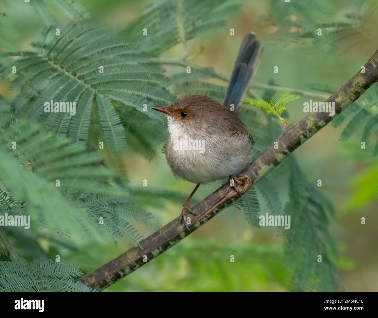 La superba Fairy-wren (Malurus cyaneus) si trova nelle foreste di eucalipti aperti dell'Australia sud-orientale. Uccello femmina su un arbusto Foto Stock