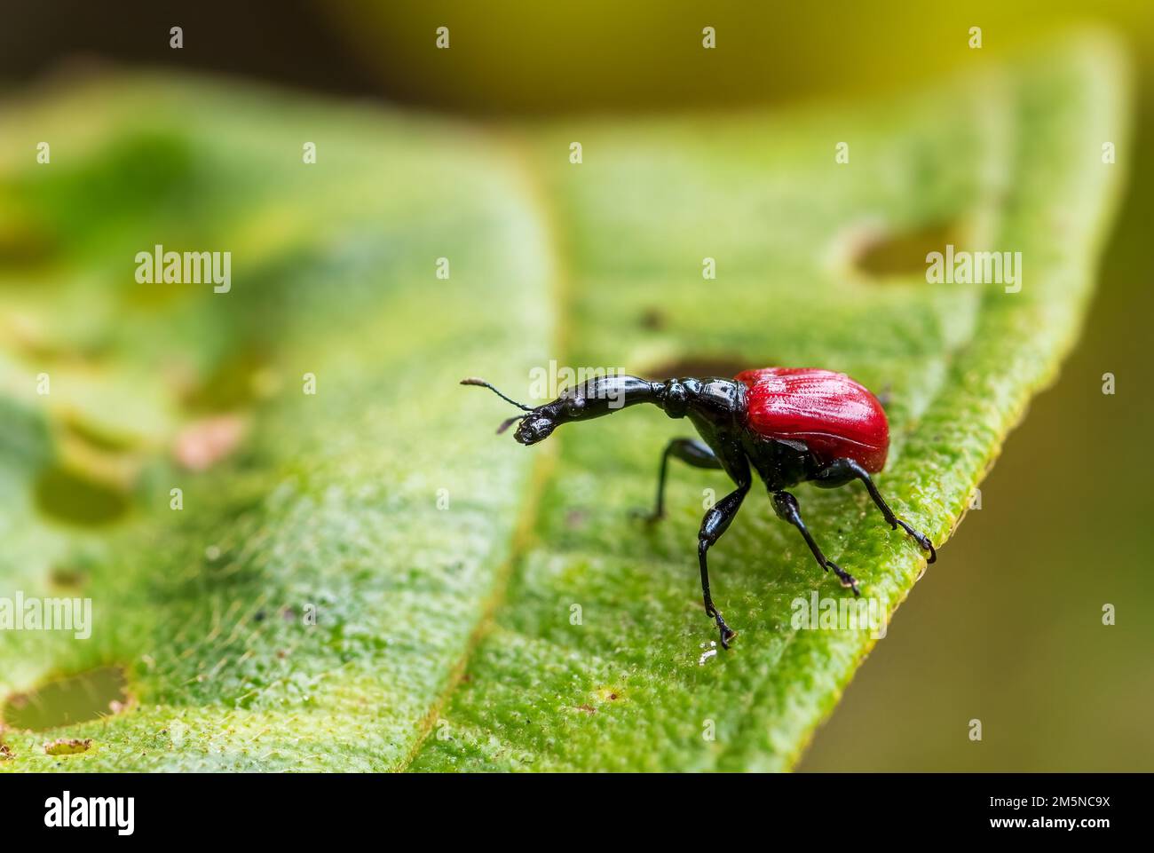 La giraffa il collo curculione - Trachelophorus giraffa, bella rossa iconico del Madagascar beetle dalla costa est di foresta tropicale. Foto Stock