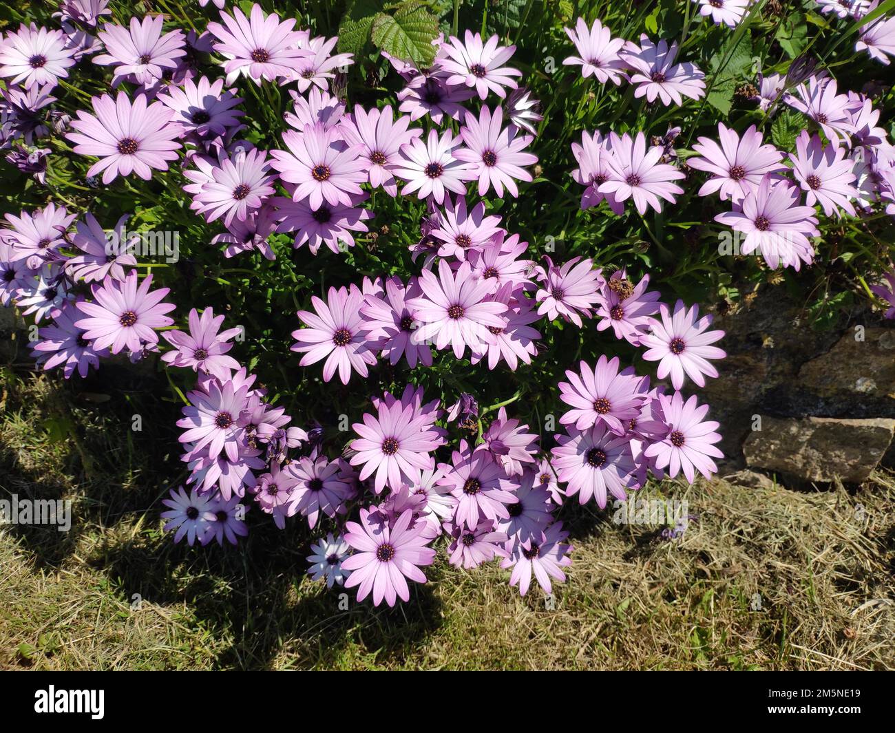 Capo marguerite (Osteospermum ecklonis), Cornovaglia, Gran Bretagna Foto Stock