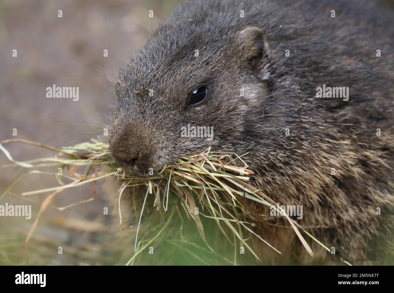 Marmotta con materiale starnutizzante Foto Stock