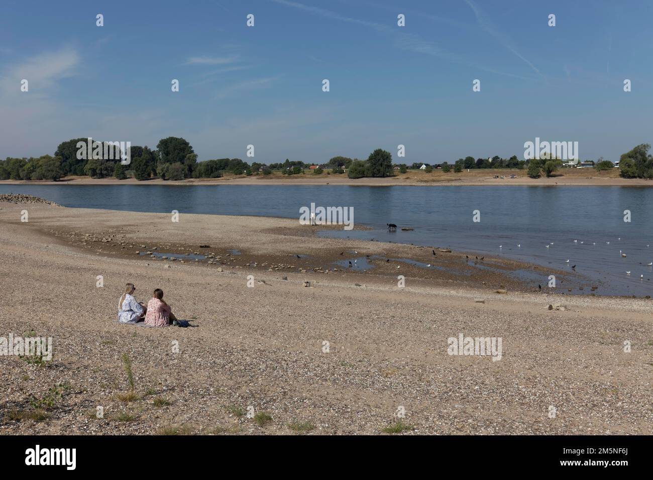 Reno ad acqua estremamente bassa nell'agosto 2022, livello dell'acqua 37 cm, Duesseldorf-Kaiserswerth, basso Reno, Nord Reno-Westfalia, Germania Foto Stock