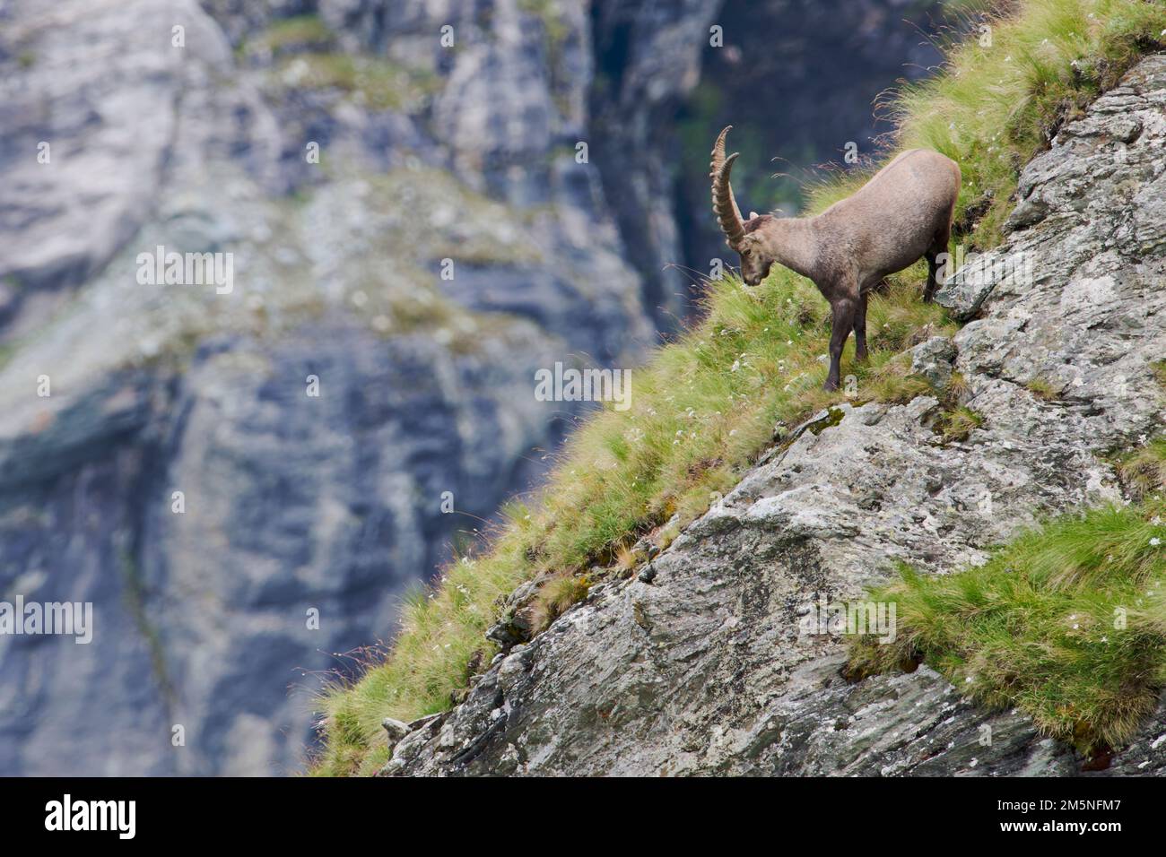Alpensteinbock, Capra Ibex, Alpine Ibex Foto Stock