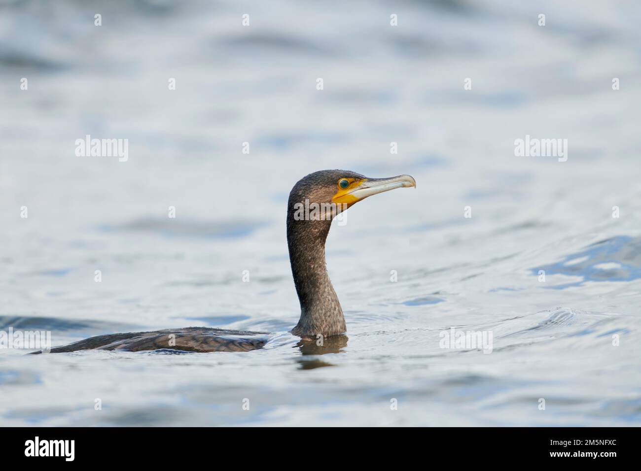 Kormoran, Phalacrocorax carbo, grande cormorano nero Foto Stock