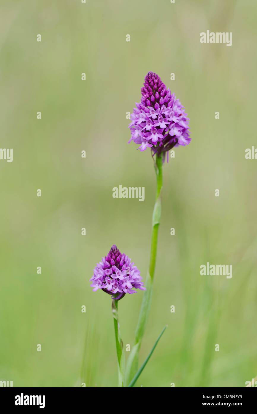 Pyramiden Hundswurz ,Anacamptis pyramidalis,Orchide Foto Stock