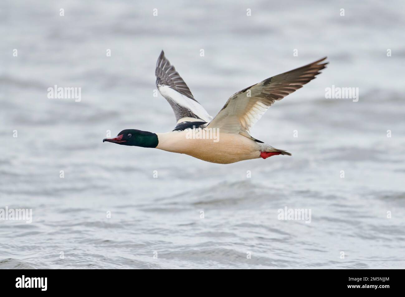 Maennlicher Gaensesaeger, Mergus merganser, Male comune merganser Foto Stock