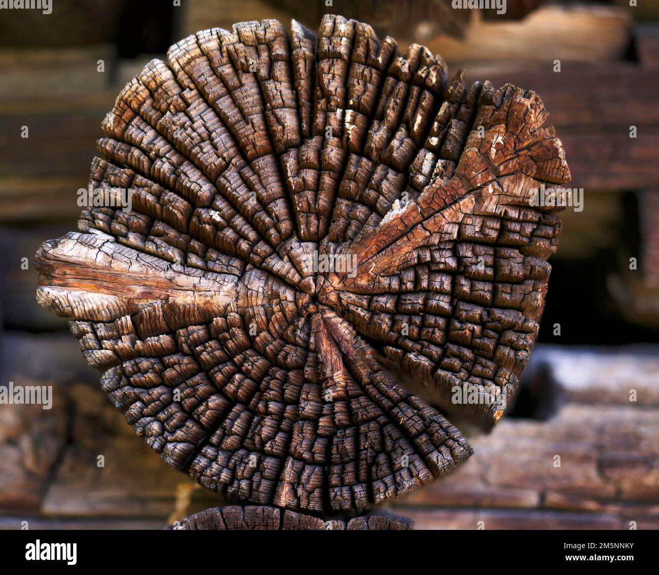 Struttura in legno di un tronco di albero stagionato, Alpe di Siusi, Alto Adige, Italia Foto Stock