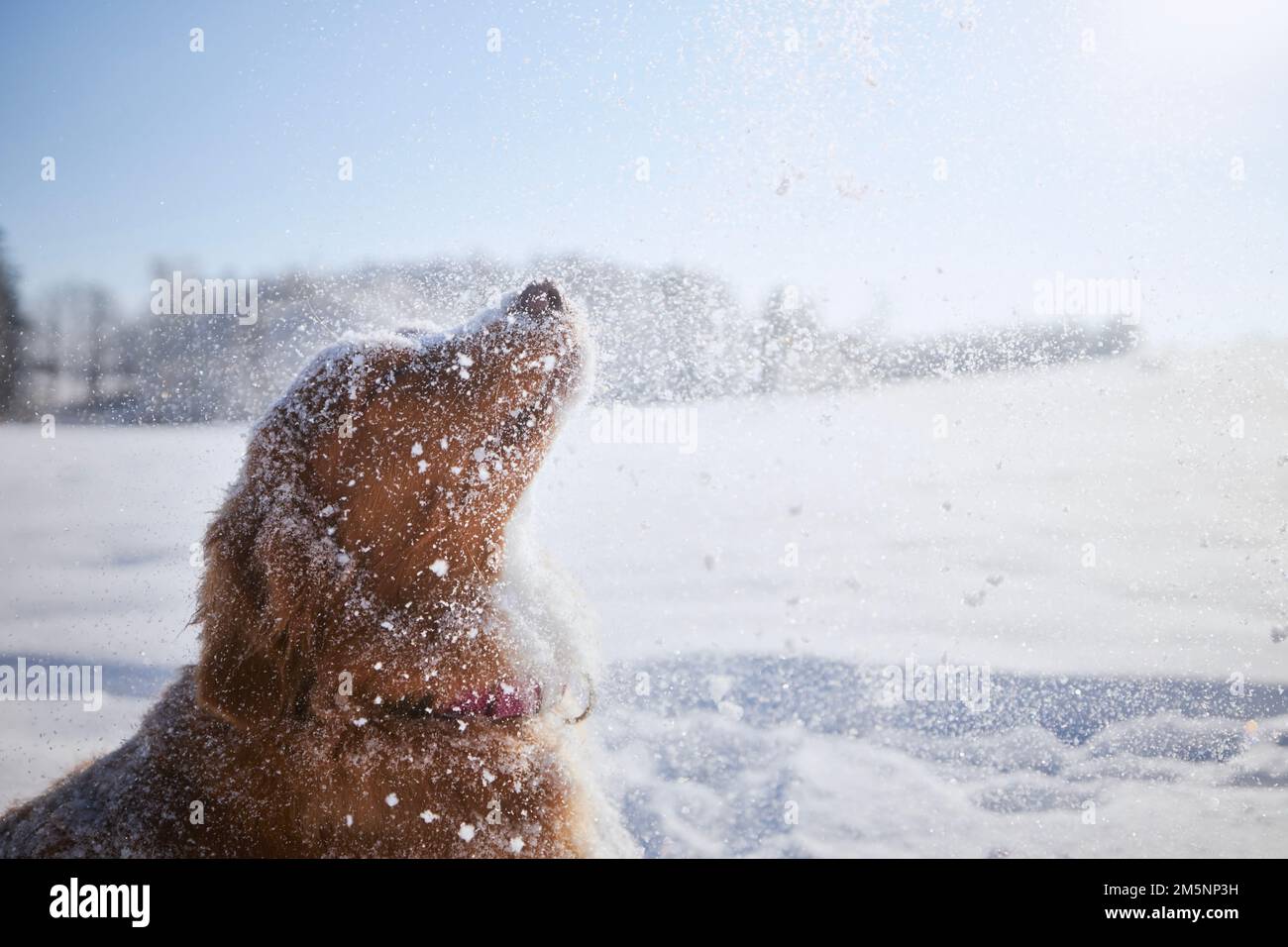 Cane felice godendo neve fresca polvere. Nuova Scotia Duck Tolling Retriever in paesaggio innevato. Foto Stock